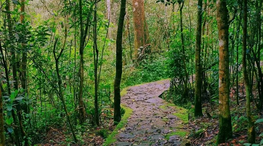 Galway’s Forest Reserve