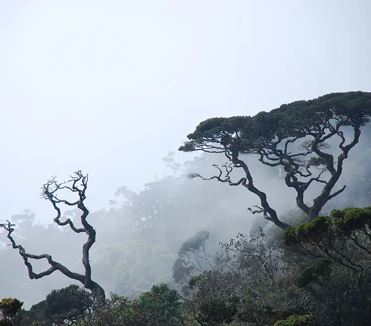 Horton Plains National Park